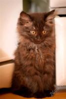 Лот: 1925904. Фото: 3. Пушистый комочек ищет хозяина... Растения и животные