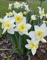 Лот: 25378230. Фото: 5. Сортовой нарцисс Ченджинг Колорс...