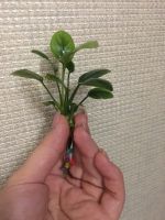 Лот: 14772630. Фото: 2. Анубиас. Аквариумистика