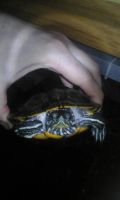 Лот: 9053885. Фото: 2. черепаха красноухая 10 см. Животные и уход