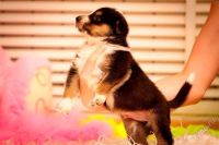 Лот: 1925914. Фото: 2. Щенок мальчик,будет крупным. Животные и уход