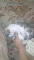 Лот: 3732201. Фото: 2. Котенок мальчик 3,5 месяца. Животные и уход