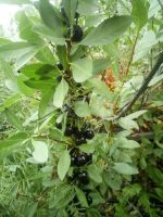 Лот: 25646351. Фото: 11. 1-комн. дача , ДНТ Два Ручья ДНТ...