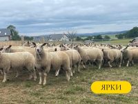 Лот: 19694035. Фото: 9. Красноголовые Шароле Британской...