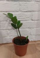 Лот: 20680679. Фото: 4. Замиокулькас. Молодой. Красноярск