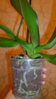 Лот: 6403941. Фото: 6. орхидея фаленопсис (цветок форма...