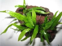 Лот: 15679029. Фото: 5. Папоротник Малый лист Microsorum...