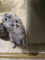 Лот: 12573948. Фото: 2. Котик Британец. Животные и уход