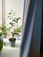 Лот: 22609300. Фото: 5. Шторы 288 см х 270 см каждая...