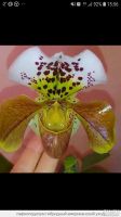 Лот: 13436977. Фото: 3. Орхидея пафиапедилум, американский... Растения и животные