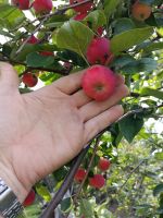 Лот: 23523544. Фото: 2. Яблоко (ранетка). Продукты