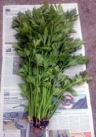 Лот: 10392604. Фото: 5. Сельдерей черешковый куст