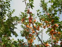 Лот: 4461163. Фото: 2. Продажа древесно-кустарниковых... Семена, рассада, садовые растения