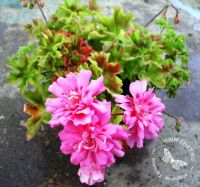 Лот: 9871045. Фото: 3. Пеларгония "Unicorn Zonartic Rose... Растения и животные