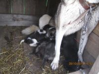 Лот: 693834. Фото: 2. Восточно Сибирские Лайки. Животные и уход