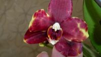 Лот: 3812859. Фото: 6. орхидея фаленопсис №2