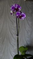 Лот: 6183708. Фото: 6. Орхидея цветет, цветок 10смх9см...