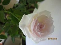 Лот: 5721758. Фото: 3. комнатная роза розовая. Растения и животные