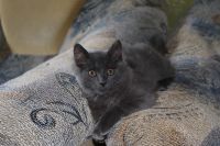 Лот: 4268184. Фото: 5. Котёнок