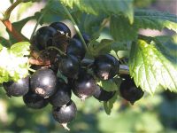 Лот: 4336048. Фото: 2. Плоды смородины, сбор в день заказа... Продукты