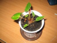 Лот: 1424088. Фото: 2. Антуриум Robino. Комнатные растения и уход