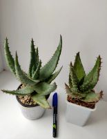 Лот: 18177633. Фото: 4. Алоэ Акулеата (Aloe Aculeata). Красноярск