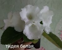 Лот: 17689389. Фото: 4. Глоксиния - лист посаженный. Красноярск