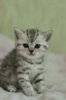 Лот: 11042293. Фото: 4. Британская мраморная кошечка с... Красноярск