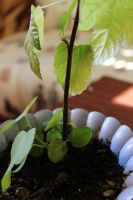 Лот: 3881878. Фото: 2. Инжир. Комнатные растения и уход