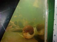 Лот: 4084727. Фото: 5. Ампулярии собственного разведения...