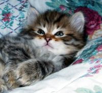 Лот: 8081161. Фото: 2. Котята сибиряки. Животные и уход