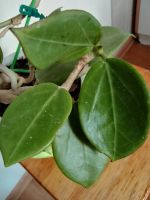 Лот: 5969454. Фото: 4. Хойя фратерна (Hoya fraterna Blume... Красноярск