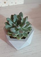Лот: 19587427. Фото: 4. Эхеверия (Echeveria amoena). Красноярск