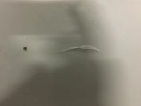 Лот: 11157502. Фото: 3. Продам капот на Toyota Sprinter... Авто, мото, водный транспорт