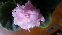 Лот: 3061403. Фото: 2. фиалка Дамплинг Dampling (Розовый... Комнатные растения и уход