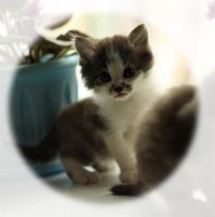 Лот: 3456814. Фото: 3. Котеночек с буквой М на мордочке... Растения и животные