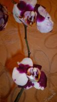 Лот: 5710298. Фото: 2. Орхидея фаленопсис F57(отцвела... Комнатные растения и уход