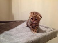 Лот: 3496607. Фото: 7. Котята британцы
