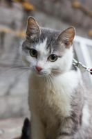 Лот: 5137949. Фото: 6. Коты и кошки стерилизованные