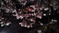 Лот: 10998948. Фото: 5. SHARP Z3 4ГБ +64ГБ Дисплей: 5...