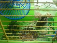 Лот: 2865165. Фото: 3. клетка+хомяк+поилка. Растения и животные