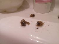 Лот: 6011410. Фото: 2. Улитка Ахатина, улитки. Животные и уход