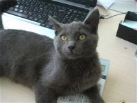 Лот: 14718113. Фото: 2. Харизматичный молодой котик 6-7... Животные и уход