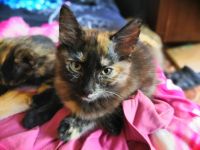 Лот: 14337984. Фото: 3. Котята. Растения и животные