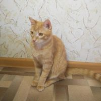 Лот: 7235020. Фото: 3. Котик Рыжик. Растения и животные