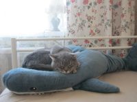 Лот: 12387082. Фото: 2. Акула из ИКЕА. Игрушки