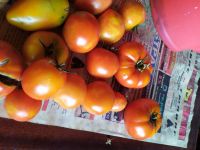 Лот: 16356146. Фото: 2. Помидоры домашние. Продукты
