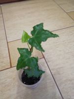Лот: 18297442. Фото: 2. Плющ (Hedera), укорененный черенок. Комнатные растения и уход