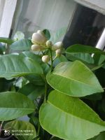 Лот: 25888464. Фото: 7. инжир с плодами. комнатный. самоплодный...