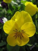 Лот: 1870409. Фото: 2. виола ( анютины глазки). Семена, рассада, садовые растения